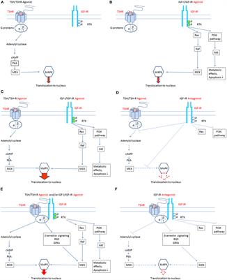 Building the Case for Insulin-Like Growth Factor Receptor-I Involvement in Thyroid-Associated Ophthalmopathy